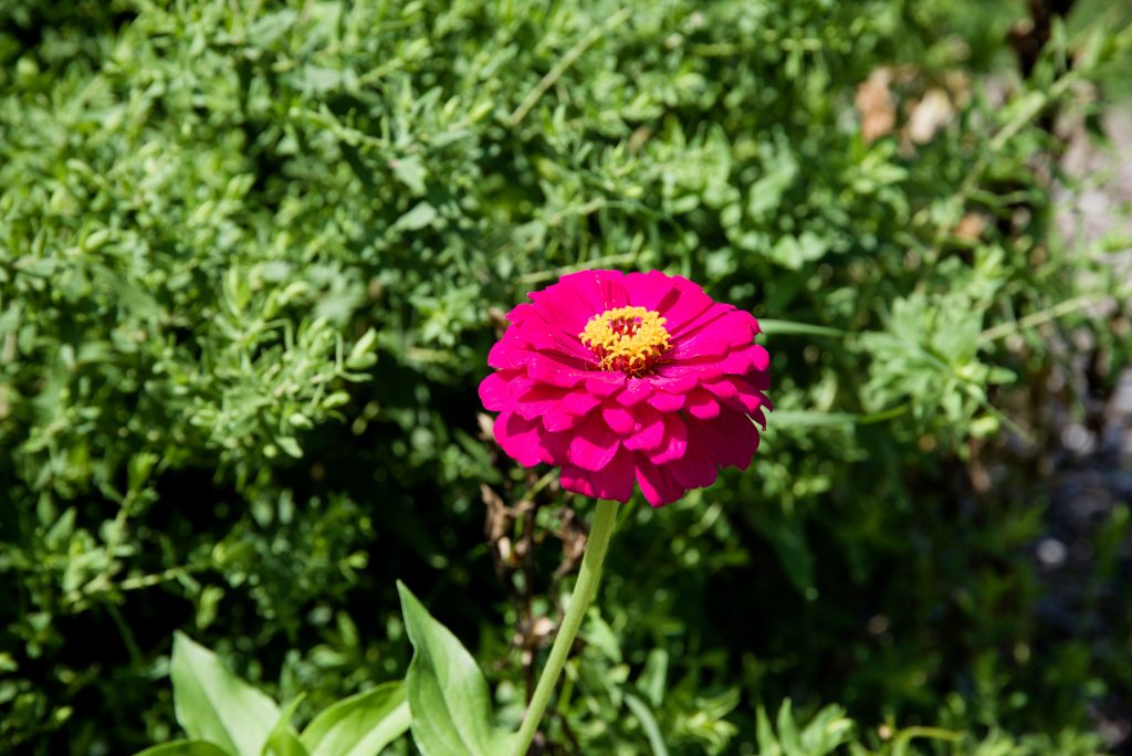 SR1_1160 SR1_1160