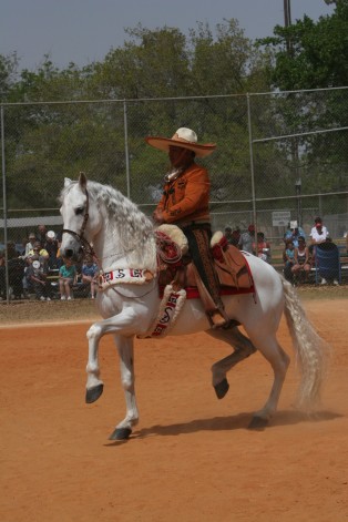 542 ANDALUSIAN & AZTECA DANCING HORSES