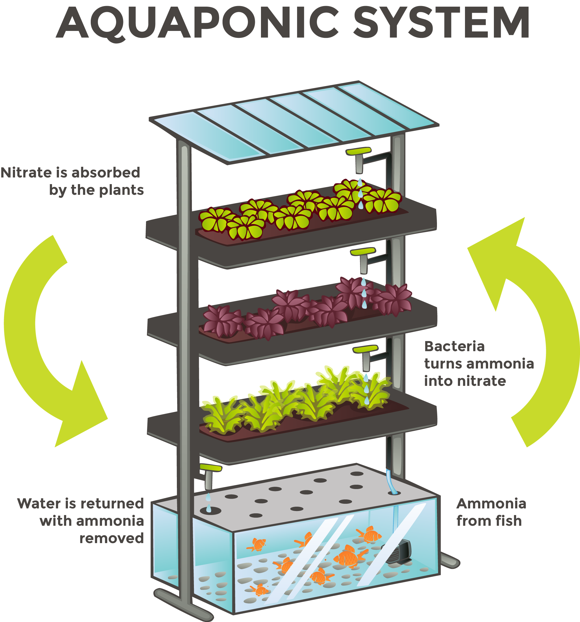 aquaponics-white Aquaponic System