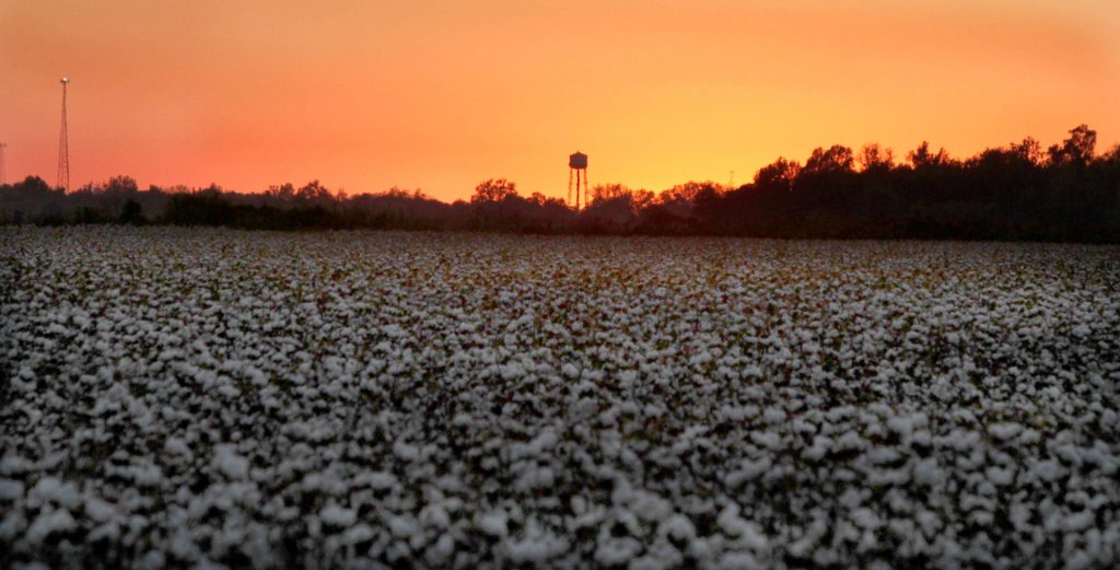 DJenkins_Cotton-Sunset-w1920 Cotton field at sunset
