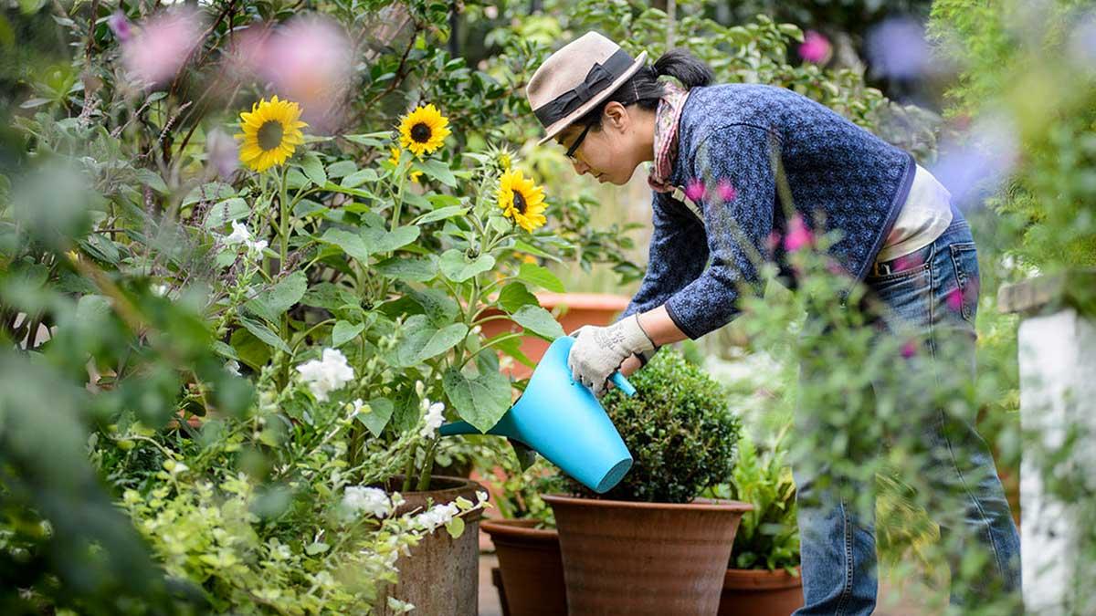 Novato Gardening Club, Chamber of commerce new member membership sustainability activities things to do in novato