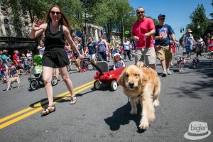 patriotic pooches 2016 patriotic pooches 2016