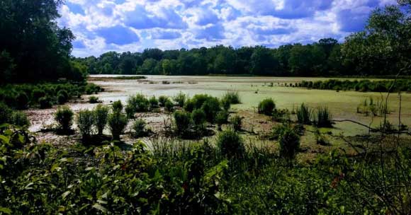 Visher Ferry river