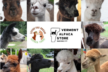 AlpacaImage3 AlpacaImage3