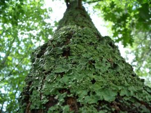 Lichen Tree