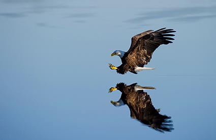 Eagle gliding across the water