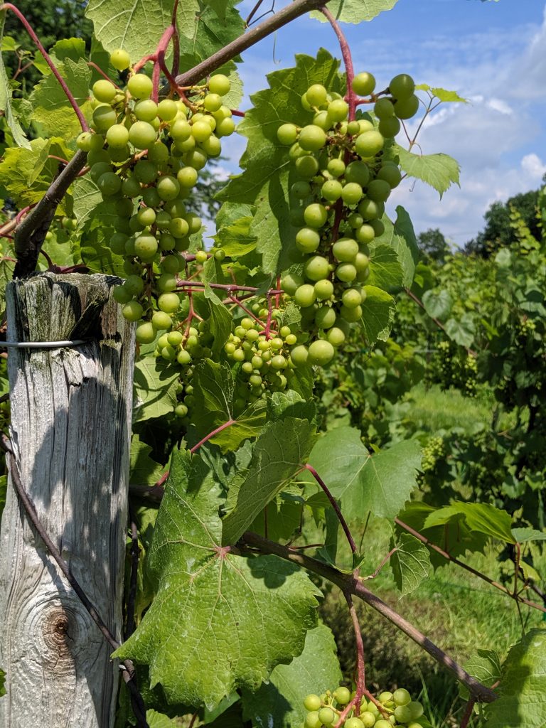 Slate Run Vineyard grapes