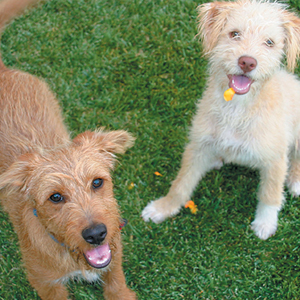 dog_show-feature dog_show-feature