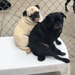 dogwash_feature dogwash_feature