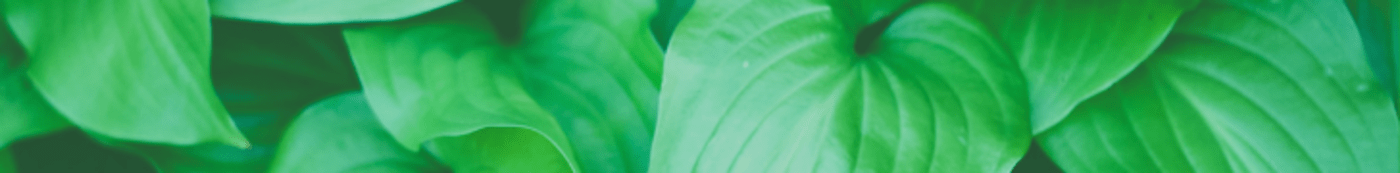 leaves leaves