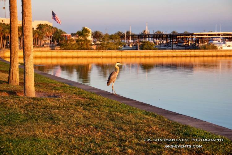 crane-standing-along-shoreline crane-standing-along-shoreline
